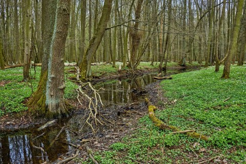 The Lasker Auenwald nature reserve in the Sorbian settlement area in spring