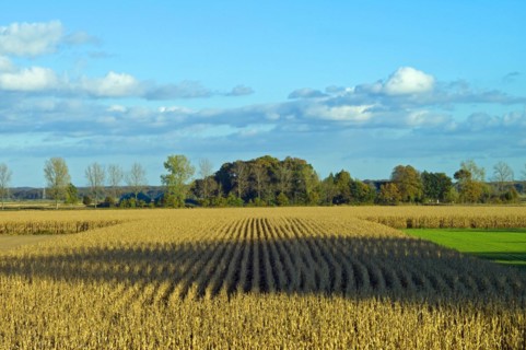 Autumn atmosphere in the dyke foreland