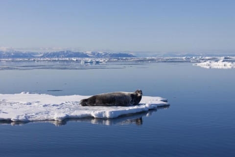 Bearded seal