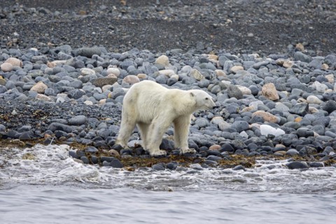 Lone skinny and emaciated polar bear