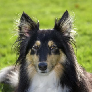 Shetland Sheepdog