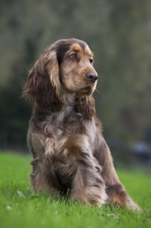English Cocker Spaniel in garden