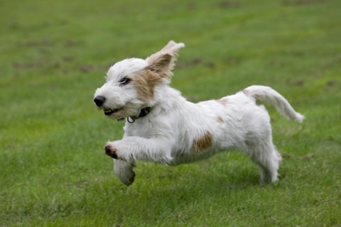 Basset griffon vendeen