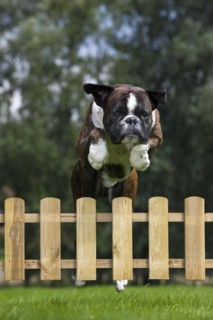 Boxer dog