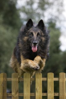 Belgian Shepherd Tervuren