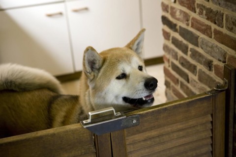 Curious Japanese Akita Inu