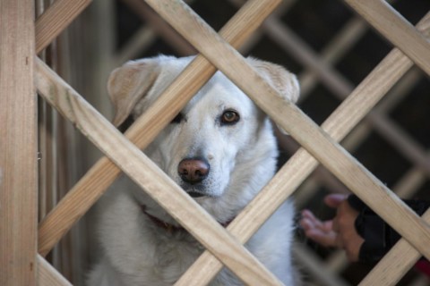 Golden retriever dog looking through barrier