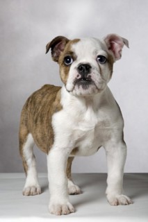 English bulldog