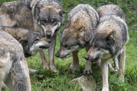 Subordinate grey wolf