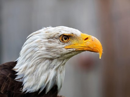 Bald eagle