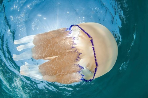 Dustbin-lid jellyfish