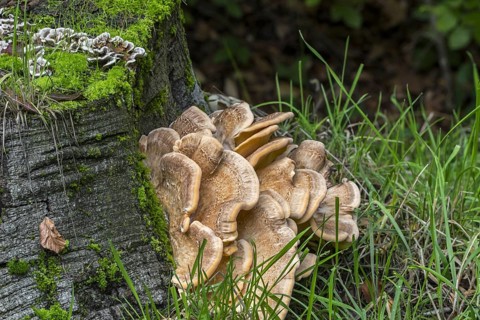 Giant polypore