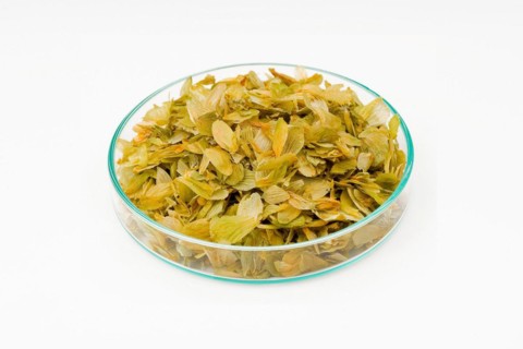Hop blossom tea