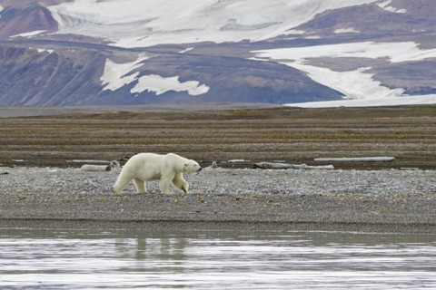 Polar bear