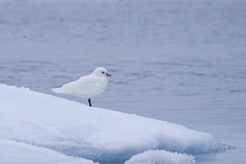 Ivory gull