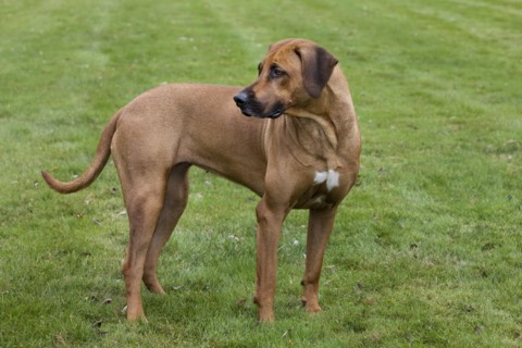 Rhodesian Ridgeback