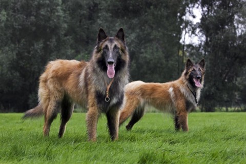 Two Belgian Shepherd Tervuren