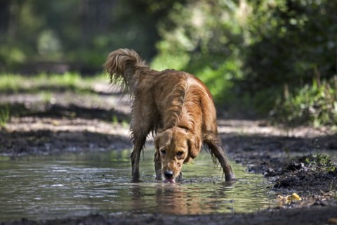Golden retriever dog drinking water from puddle on forest track