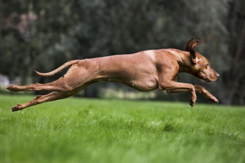 Vizsla hunting dog