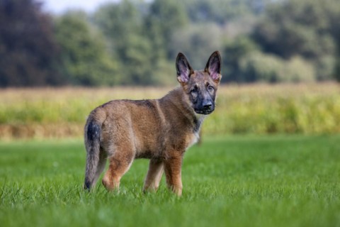 German shepherd dog