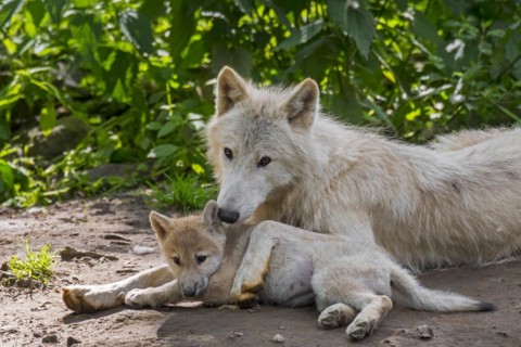 Hudson Bay wolves