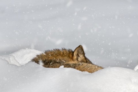 Close up of gray wolf