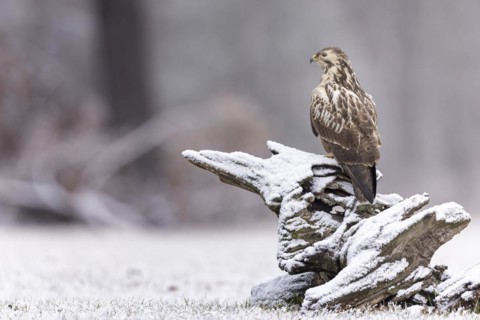 Common steppe buzzard