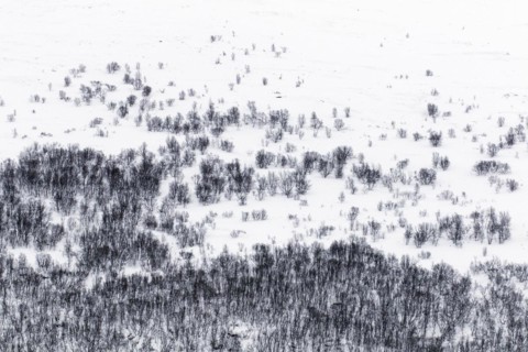 Aerial view over birch trees in the snow of taiga