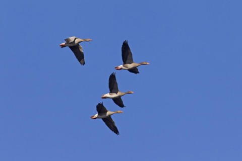 Greylag Geese