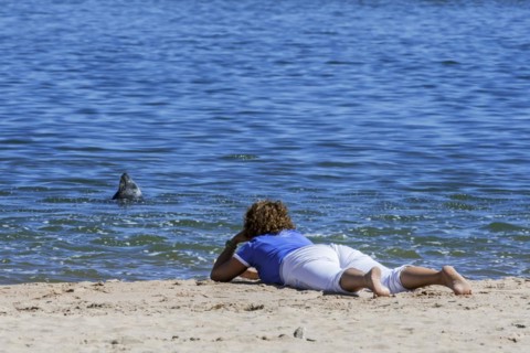 Woman lying on her belly on the beach watching grey seal bottling