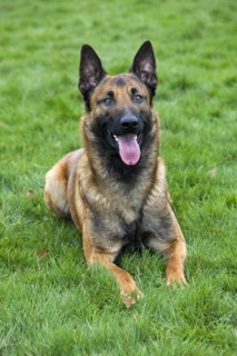 Belgian Shepherd Dog