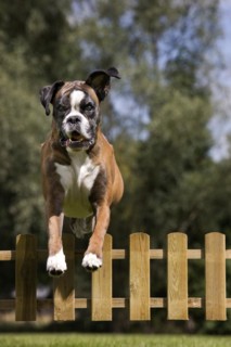 Boxer dog
