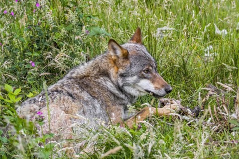 Grey wolf