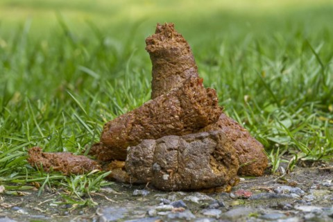 Close up of fresh dog poop on garden lawn