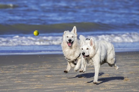 Two Berger Blanc Suisse dogs