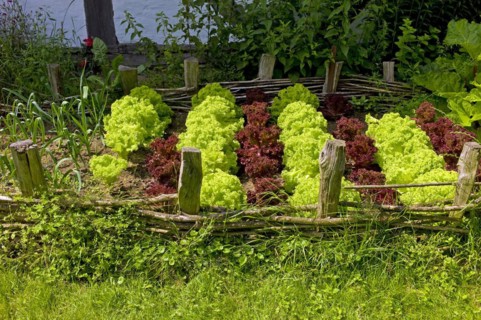 Lettuce cultivation in the open-air museum Klockenhagen