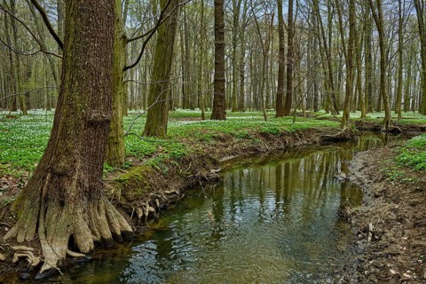 The Lasker Auenwald nature reserve in the Sorbian settlement area in spring