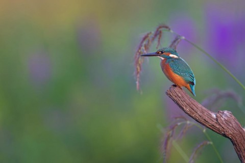 Common kingfisher