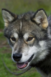 Greenland dog