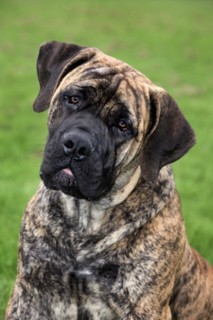 Boerboel