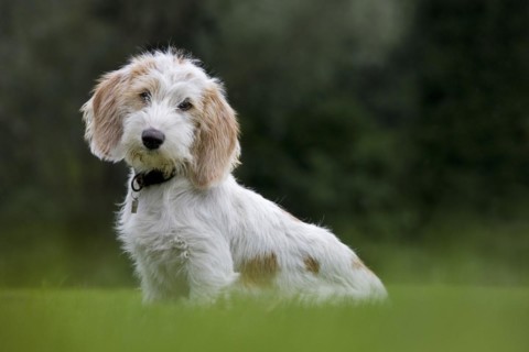 Basset griffon vendeen