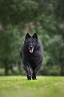Belgian Shepherd Dog