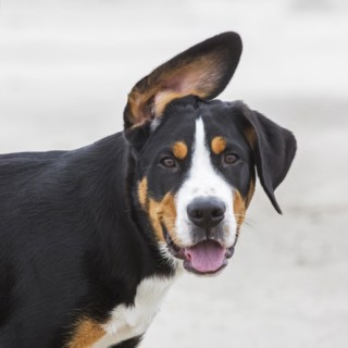 Funny close up portrait of young Greater Swiss Mountain Dog