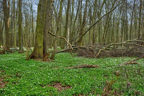 The Lasker Auenwald nature reserve in the Sorbian settlement area in spring