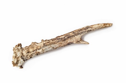 Shed antler of European roe deer