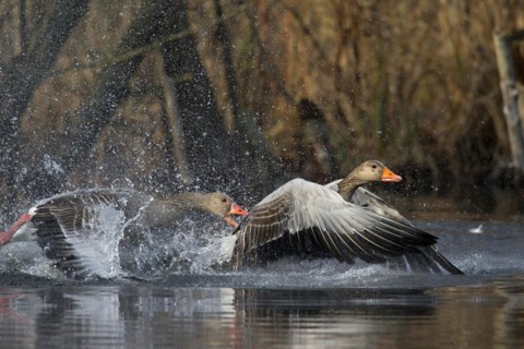 Greylag goose