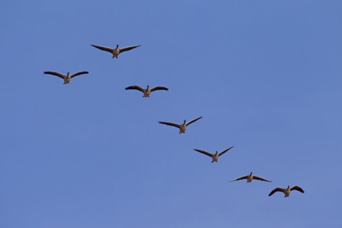 Migrating greylag goose