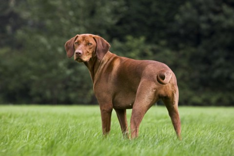 Vizsla hunting dog
