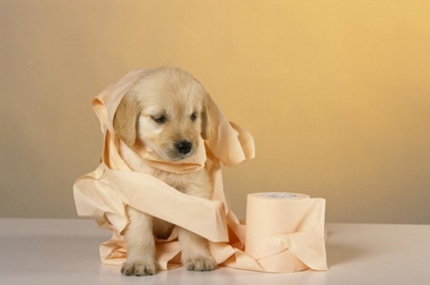 Golden retriever