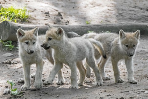 Hudson Bay wolves